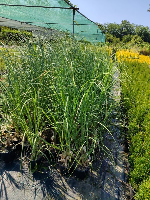 Pampas Otu 3 Litre 1 Metre Boyunda