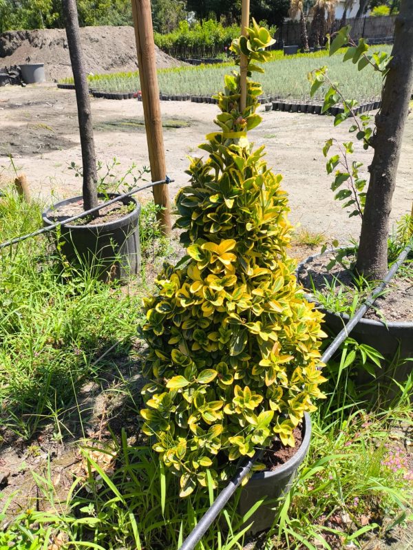 Piramit Altuni Taflan 100-125cm