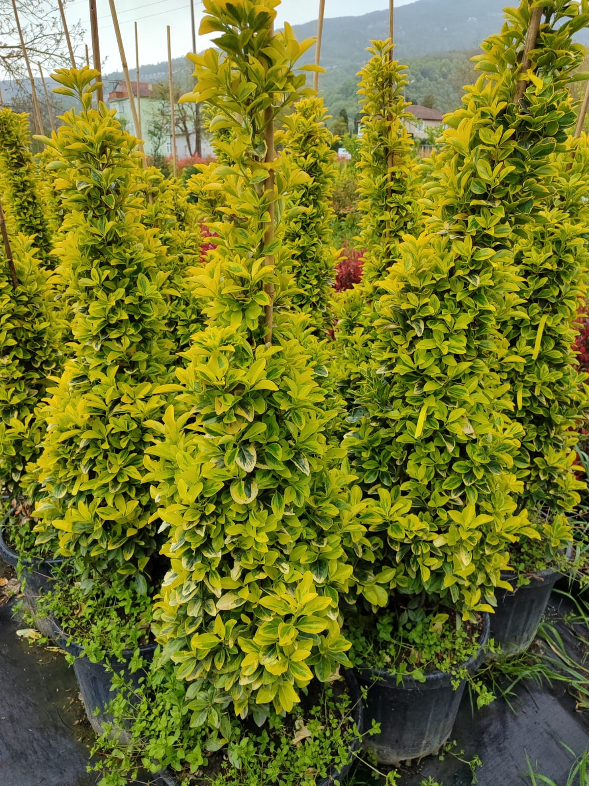 Piramit Altuni Taflan 125-150cm