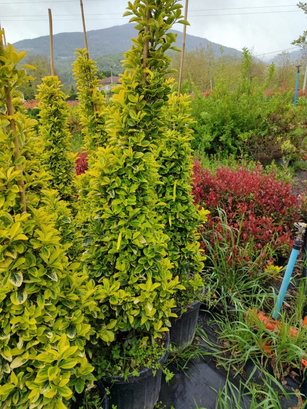 Piramit Altuni Taflan 125-150cm