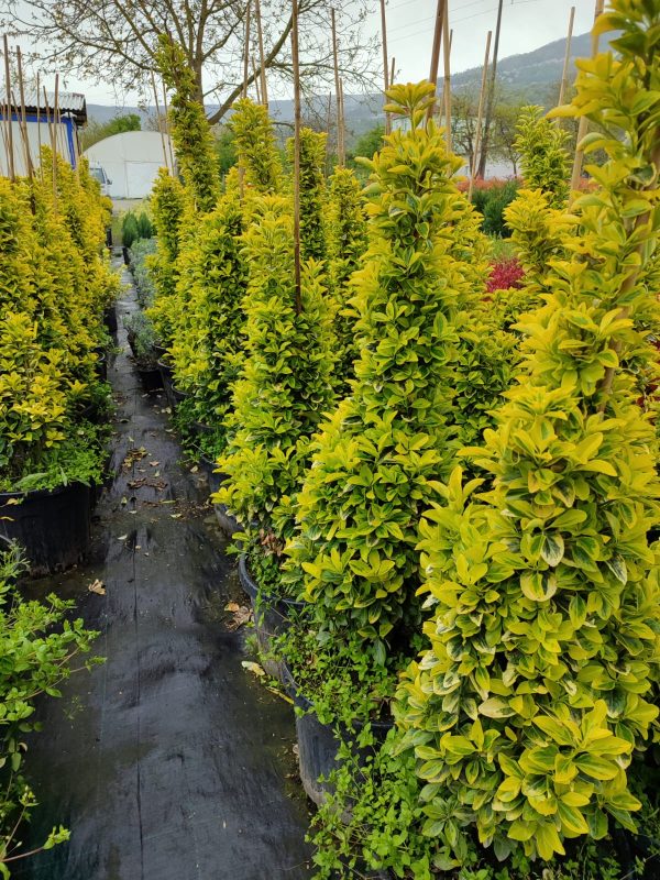 Piramit Altuni Taflan 125-150cm
