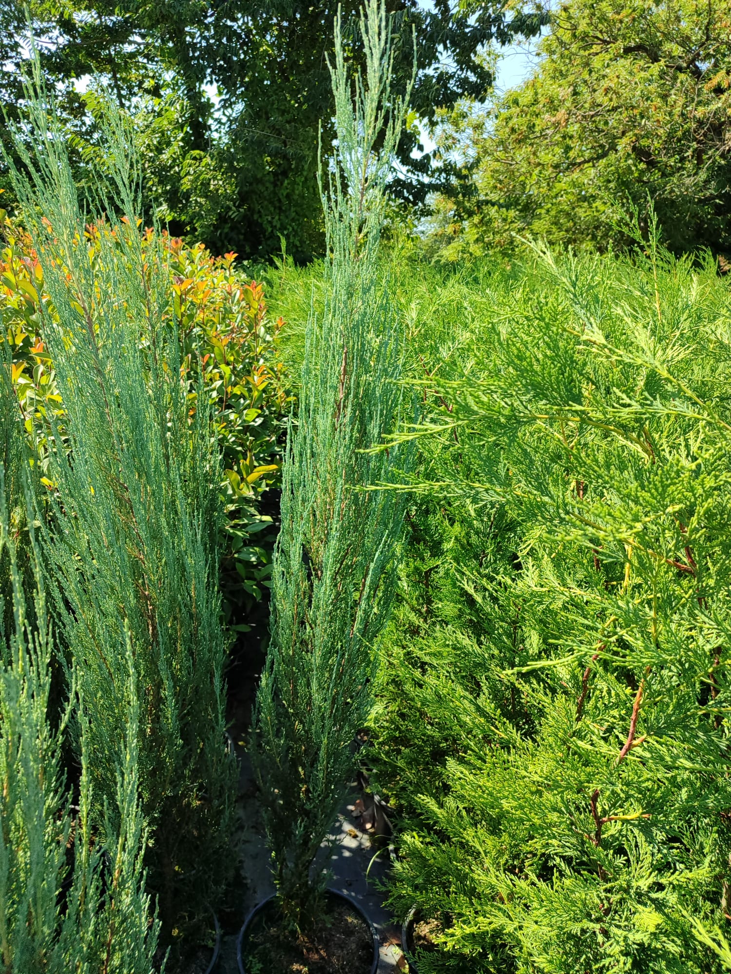 Skyrocket (Juniperus scopulorum Skyrocket) 175-200cm Boy