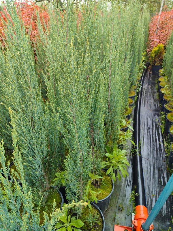 Skyrocket (Juniperus scopulorum Skyrocket) 125-150cm Boy