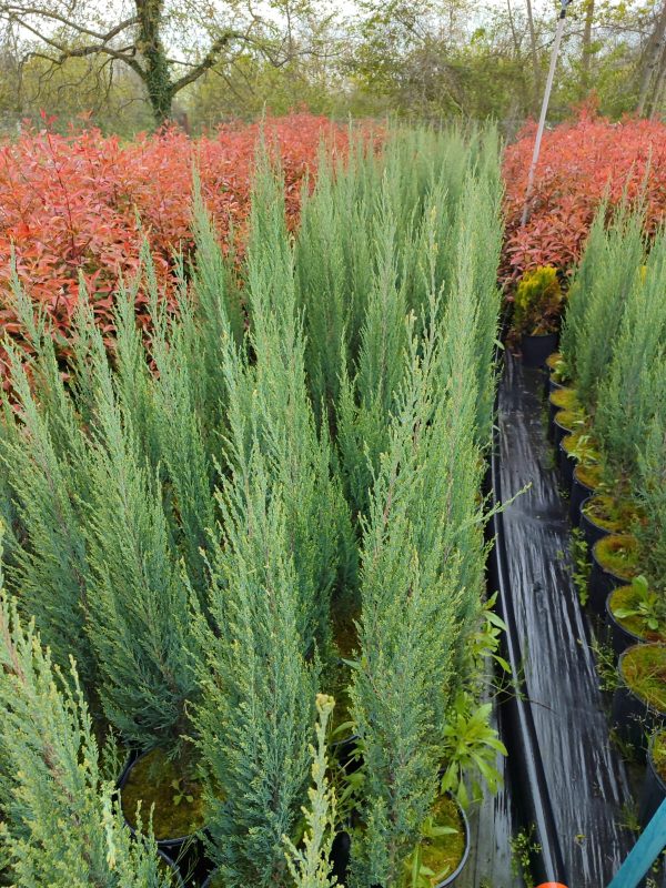 Skyrocket (Juniperus scopulorum Skyrocket) 125-150cm Boy