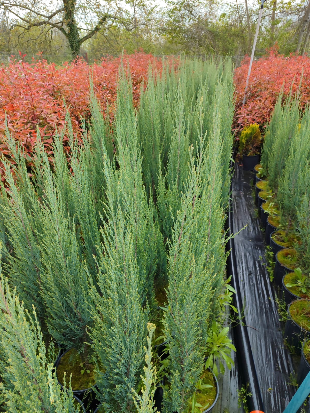 Skyrocket (Juniperus scopulorum Skyrocket) 125-150cm Boy