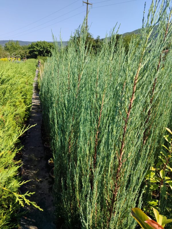Skyrocket (Juniperus scopulorum Skyrocket) 150-175cm Boy