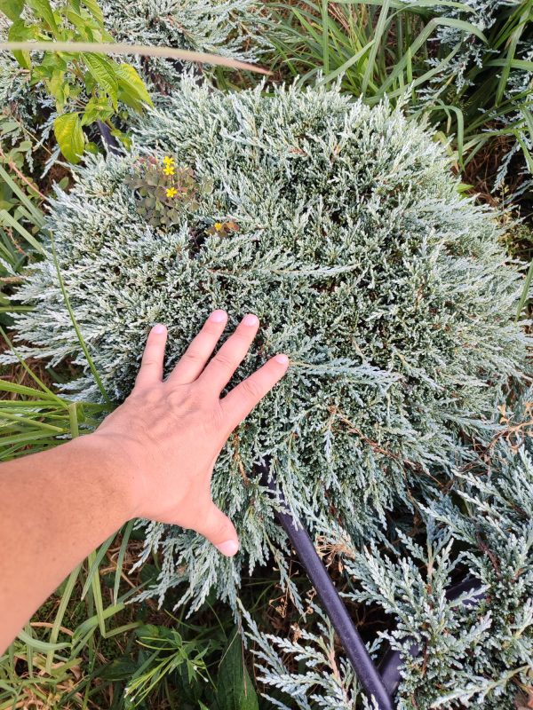 Mavi Sürünücü Ardıç 60-80cm çap, (Juniperus Horizontalis Blue Chip)