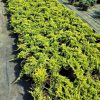 Sarı Sürünücü Ardıç 20-30cm Çap (Juniperus Horizontalis Yellow Chip)