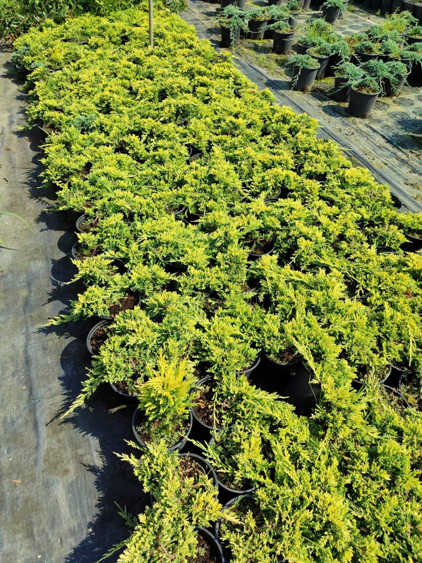 Sarı Sürünücü Ardıç 20-30cm Çap (Juniperus Horizontalis Yellow Chip)