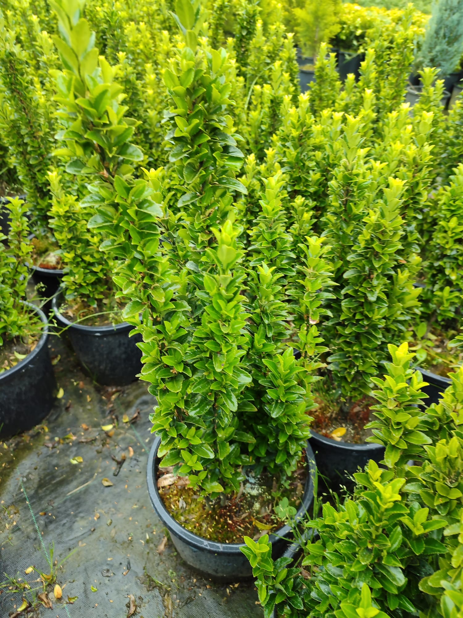 Sütun Taflan 40-50cm 5 Litre