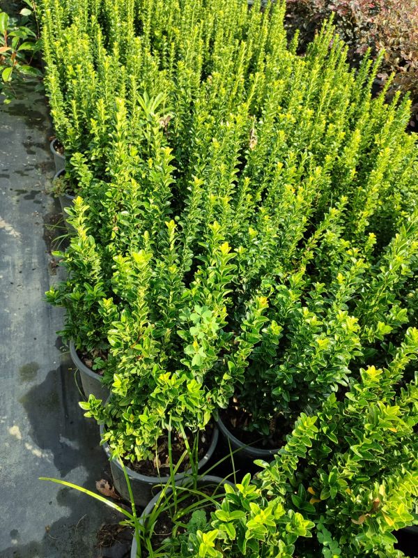 Sütun Taflan 40-50cm 5 Litre
