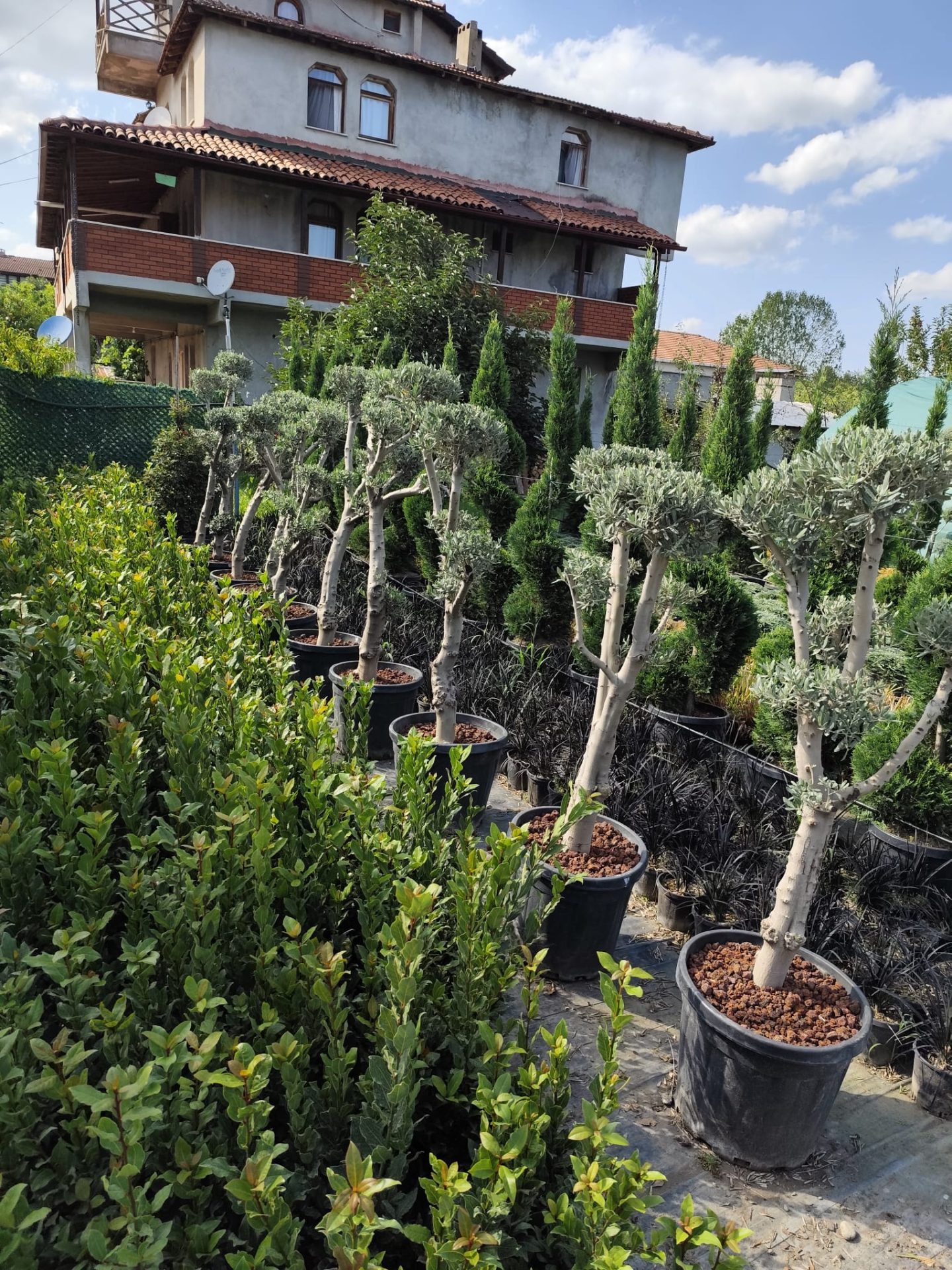 Bonsai Zeytin 50 Litre 100-125cm