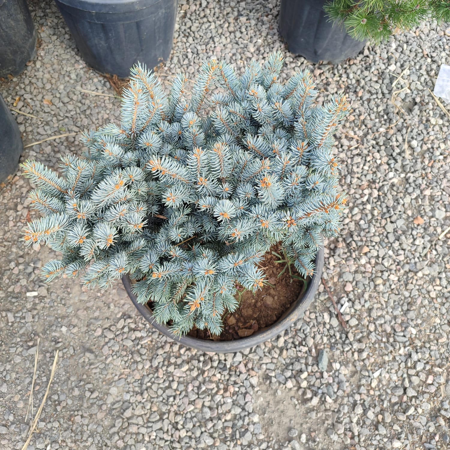 Bodur Mavi Ladin 40-60cm çap 45 Litre