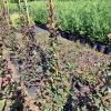Piramit Loropetalum 100-125cm
