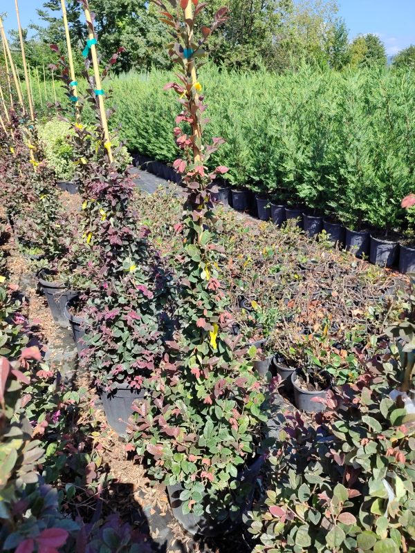 Piramit Loropetalum 100-125cm