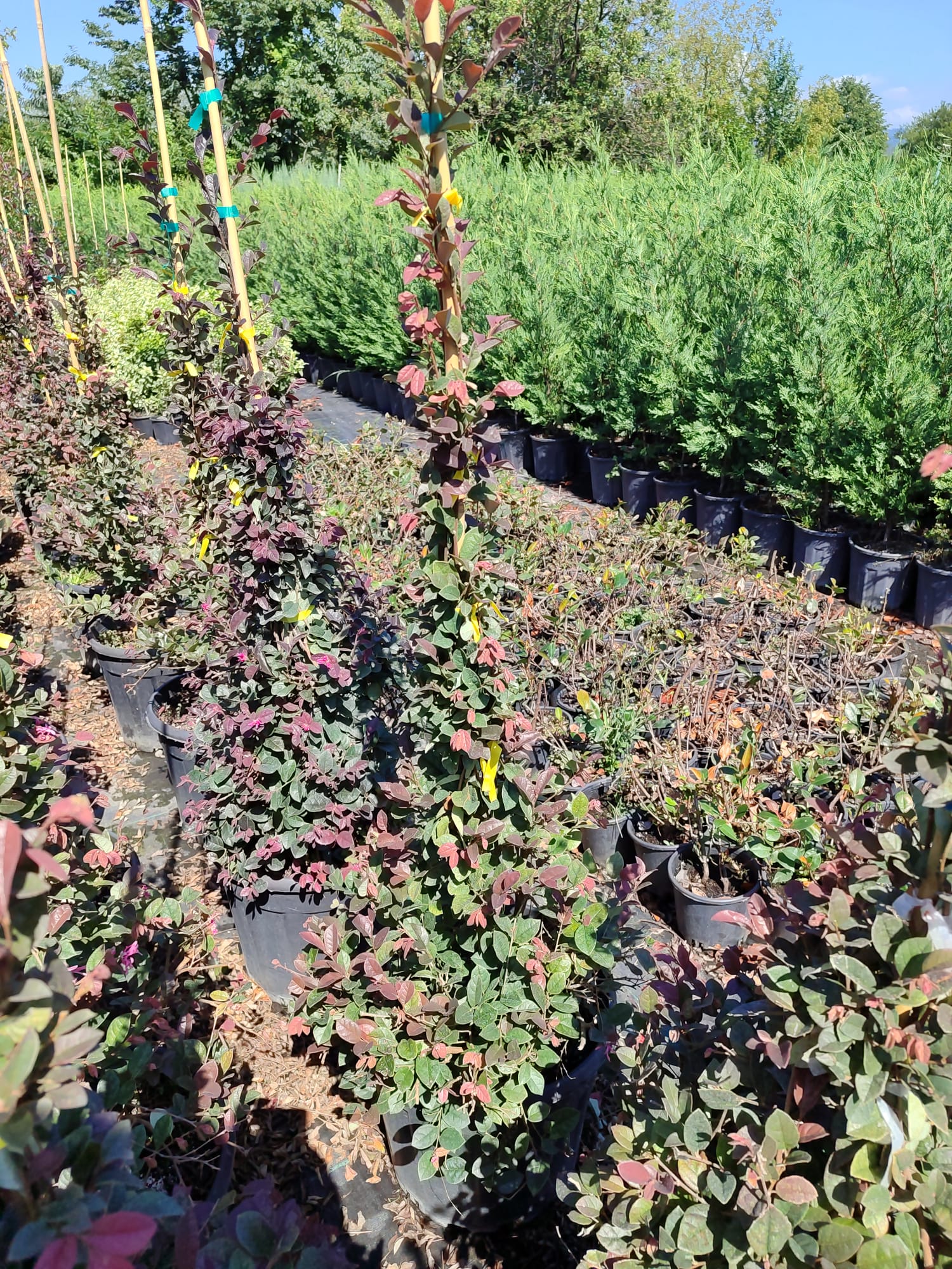 Piramit Loropetalum 100-125cm