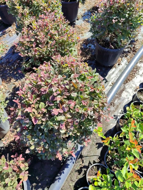 Top Loropetalum, 60-80cm 25Clt