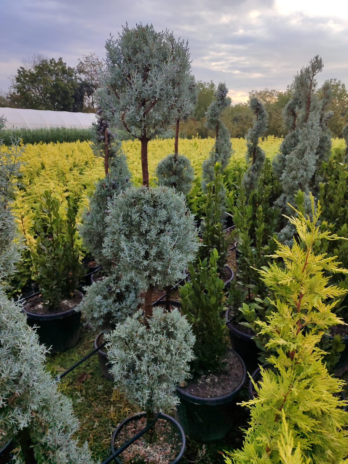 3 Top Arizona Mavi Servi 150-200cm