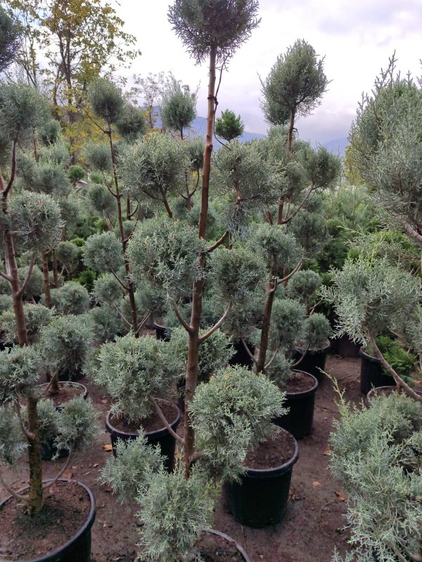 Ponpon Arizona Mavi Servi 200cm