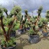 Büyük Bonsai Zeytin 80-100 Yıllık
