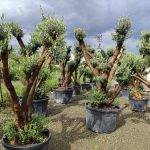 Büyük Bonsai Zeytin 80-100 Yıllık