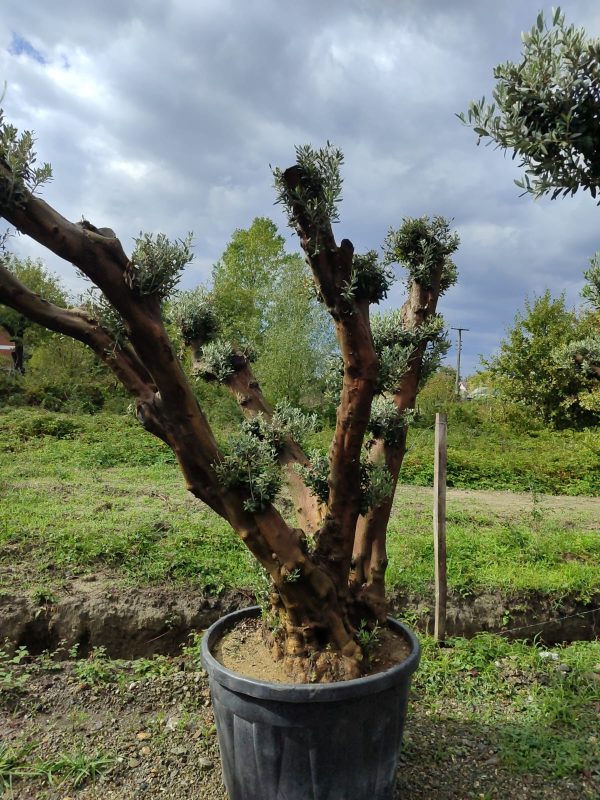Büyük Bonsai Zeytin 80-100 Yıllık
