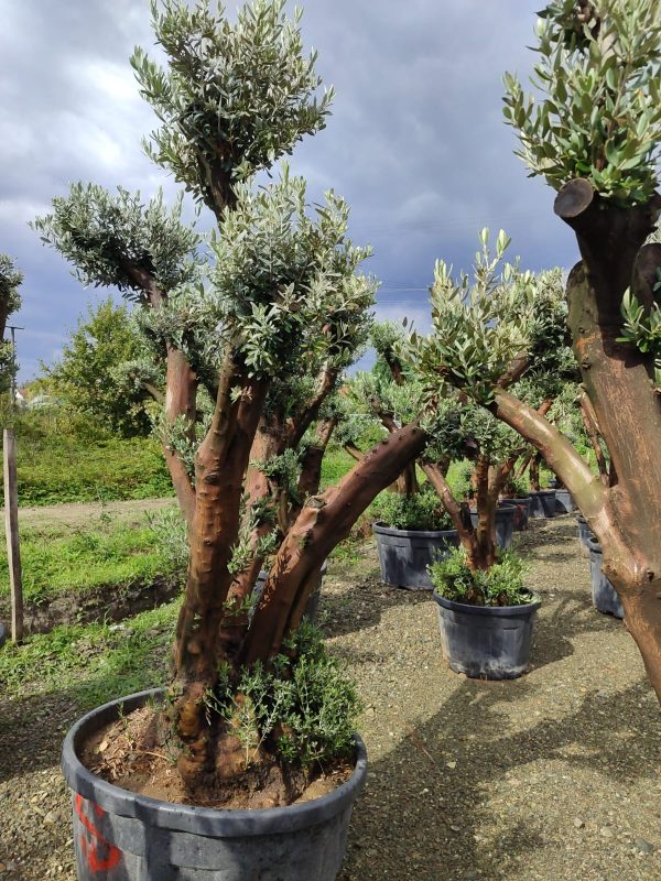 Büyük Bonsai Zeytin 80-100 Yıllık