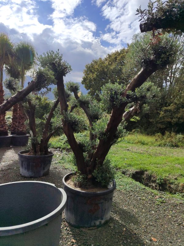 Büyük Bonsai Zeytin 80-100 Yıllık