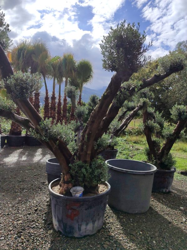 Büyük Bonsai Zeytin 80-100 Yıllık