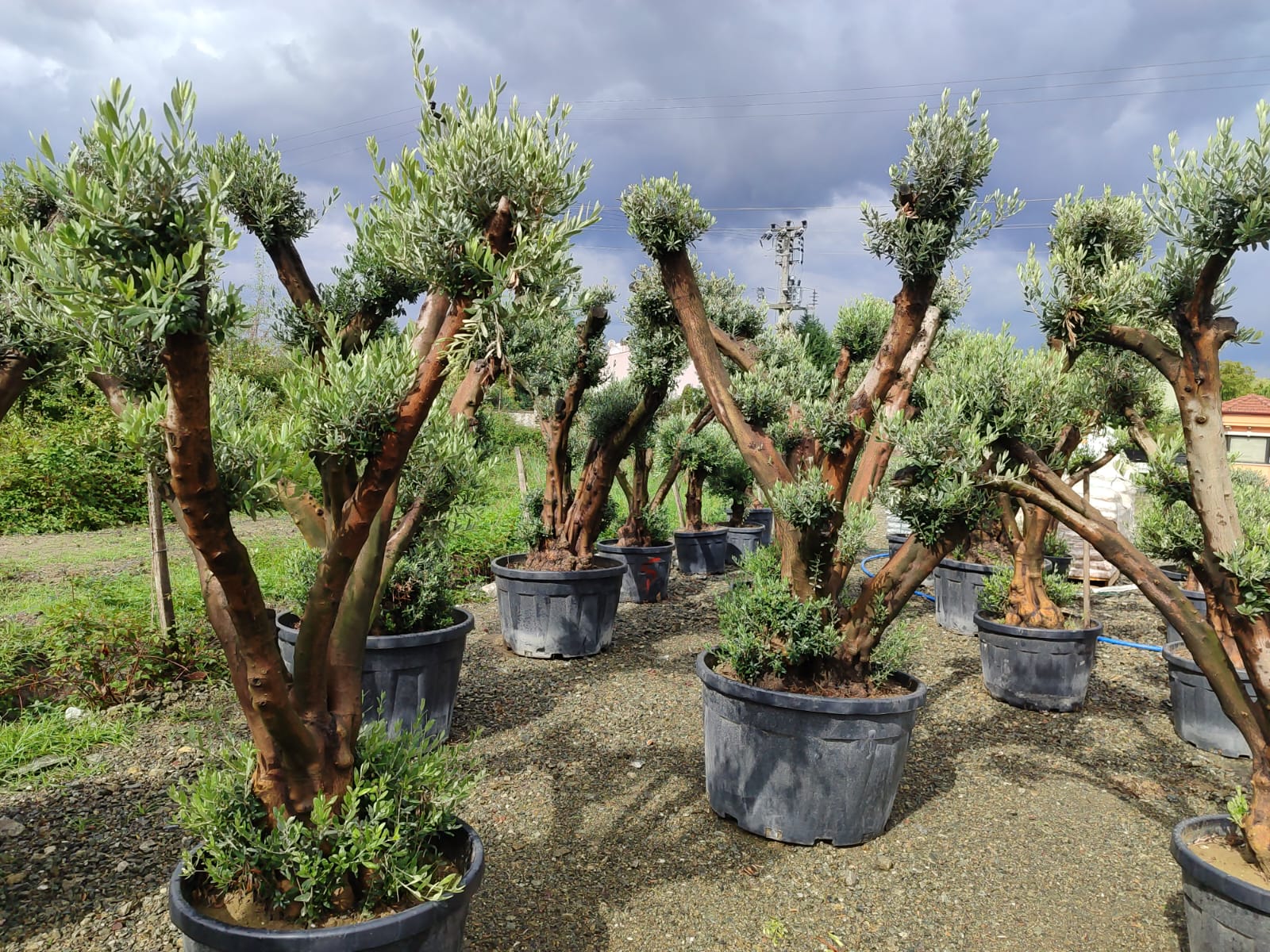 Büyük Bonsai Zeytin 80-100 Yıllık