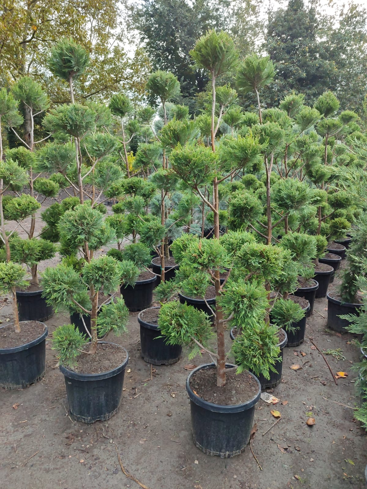 Ponpon Leylandi 200cm