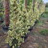 Piramit Ligüstrüm Texanum 150-200cm