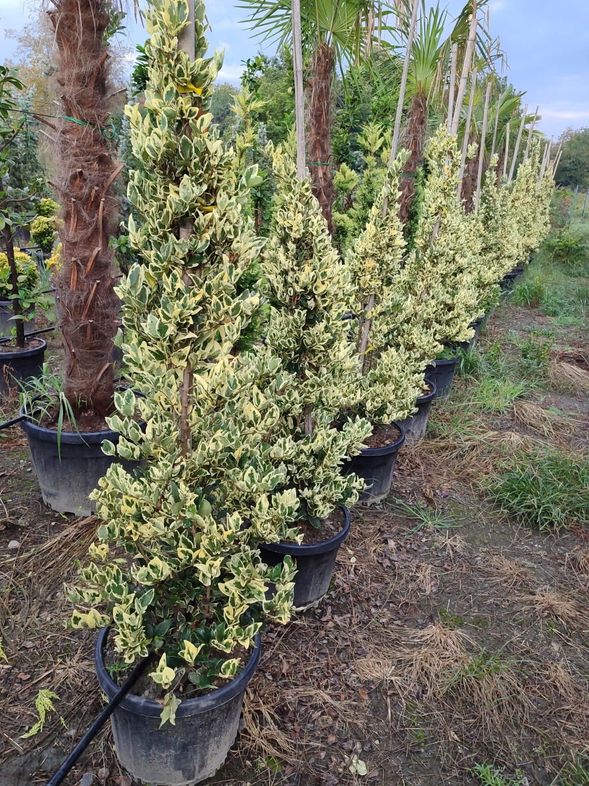 Piramit Ligüstrüm Texanum 150-200cm