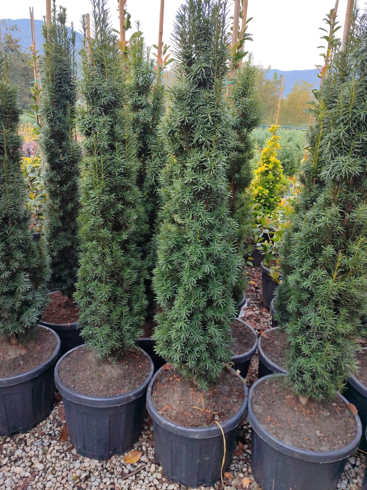 Sütun Porsuk (Taxus Battaca Fastigiata Robusta) 150cm