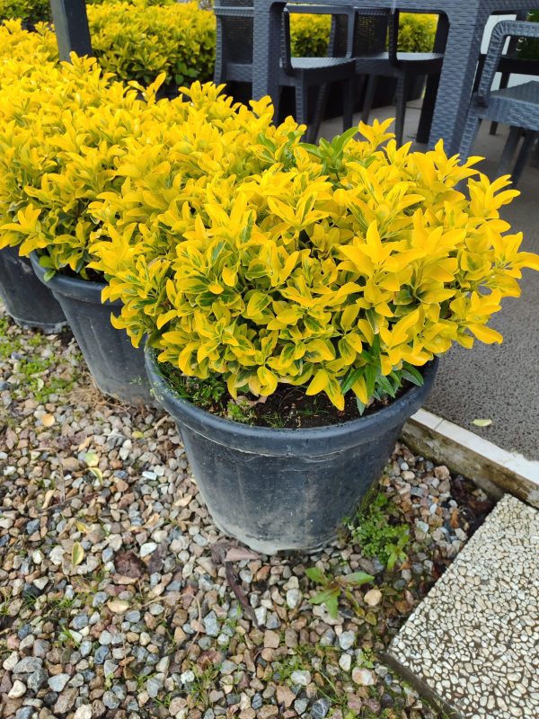 Top Taflan 60-80cm Çap 45 Litre
