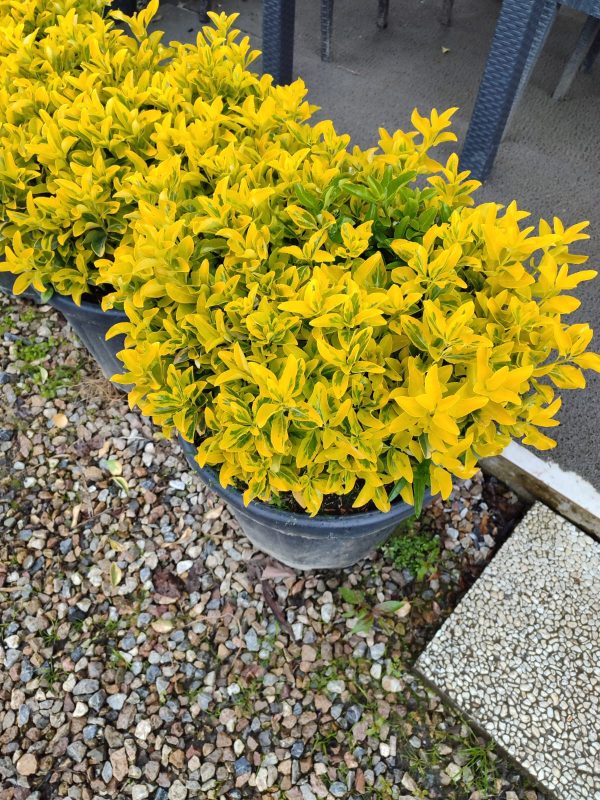 Top Taflan 60-80cm Çap 45 Litre