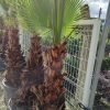 Washingtonia Spp. 1 Metre Gövde Boyu