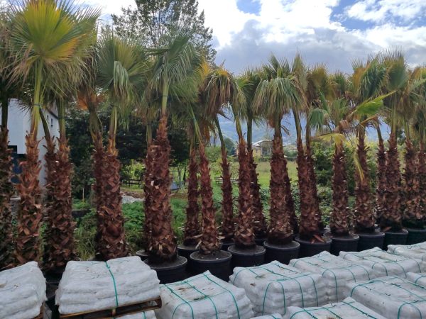 Washingtonia Spp. Gövde Boyu 2 Metre