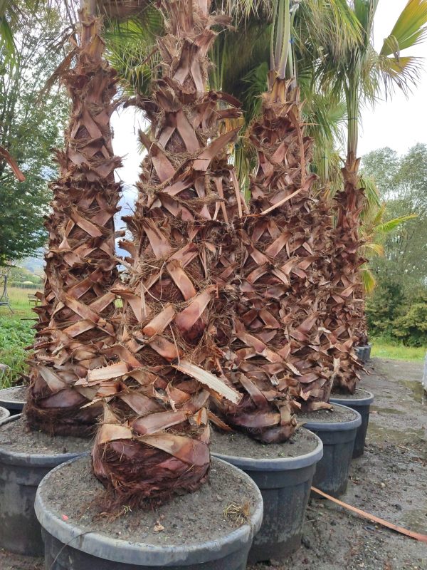 Washingtonia Spp. Gövde Boyu 2 Metre