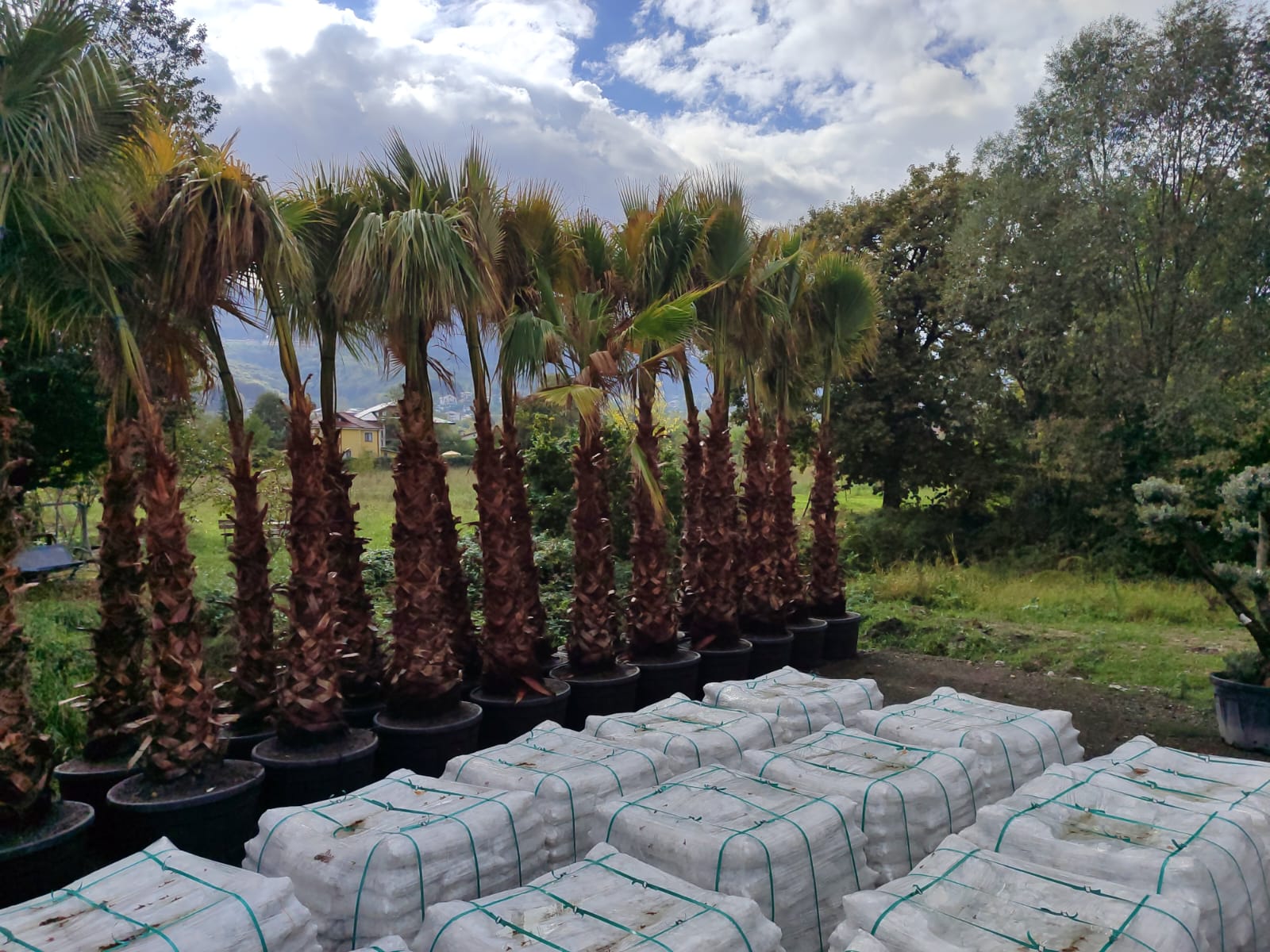 Washingtonia Spp. Gövde Boyu 2 Metre