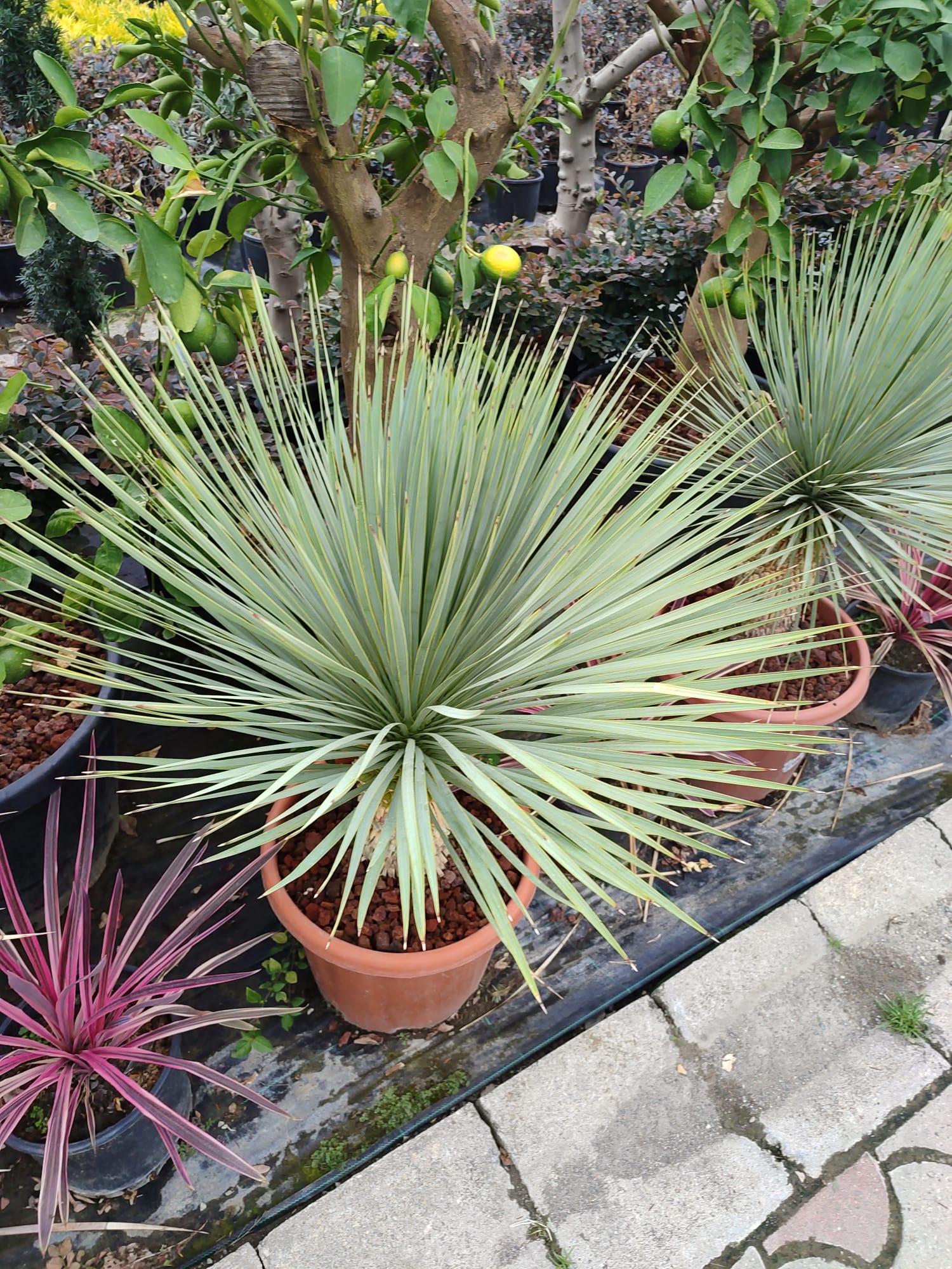 Mavi Yukka,Yucca Rostrata 60-80cm Çap