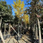 Mabet Ağacı (Ginko Biloba) 20-25Q