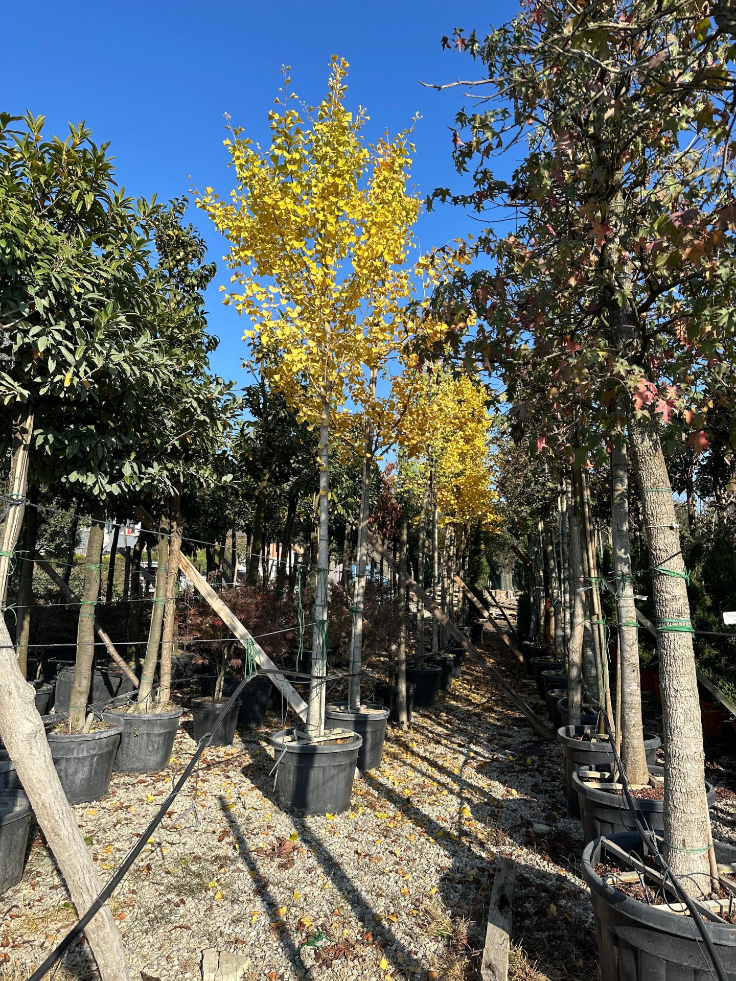 Mabet Ağacı (Ginko Biloba) 20-25Q