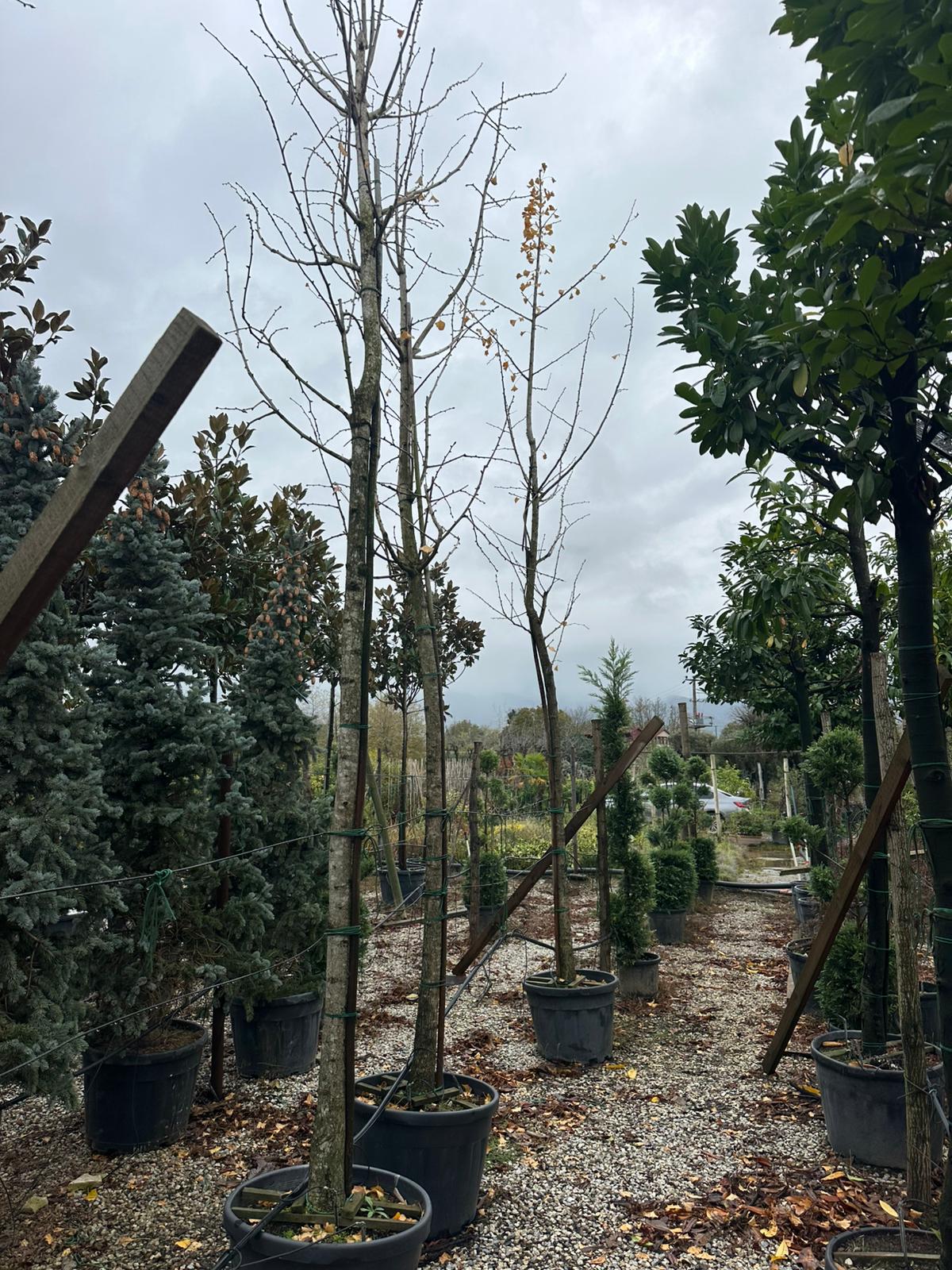 Mabet Ağacı (Ginko Biloba) 20-25Q