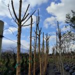 Sarı Gövdeli Dişbudak (Fraxinus excelsior ‘Jaspidea’) 18-20Q