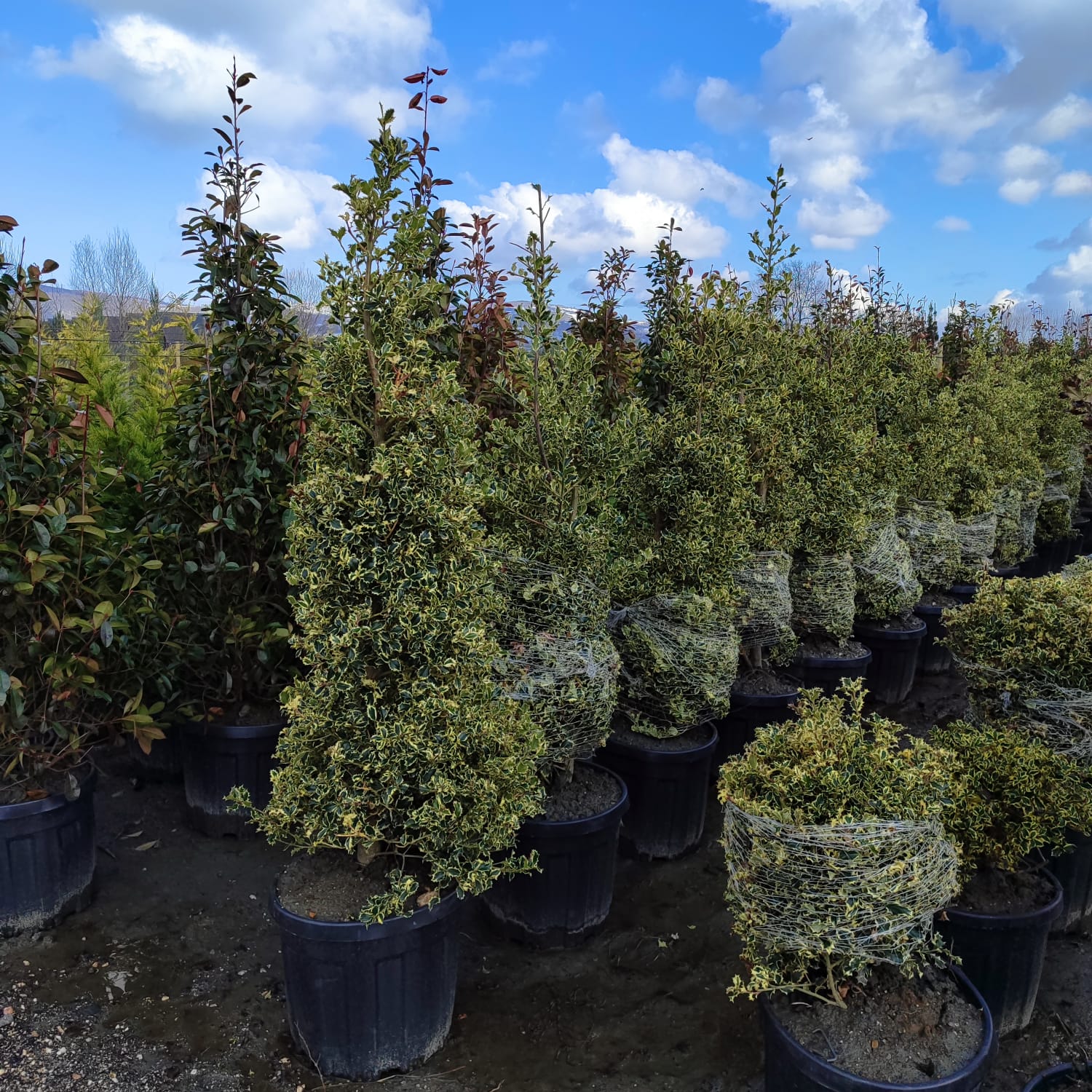 Piramit İlex 125-150cm