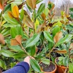 Magnolia Grandiflora (Yaprak dökmeyen Manolya) 175-200 cm