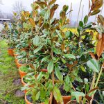 Magnolia Grandiflora (Yaprak dökmeyen Manolya) 200-250cm