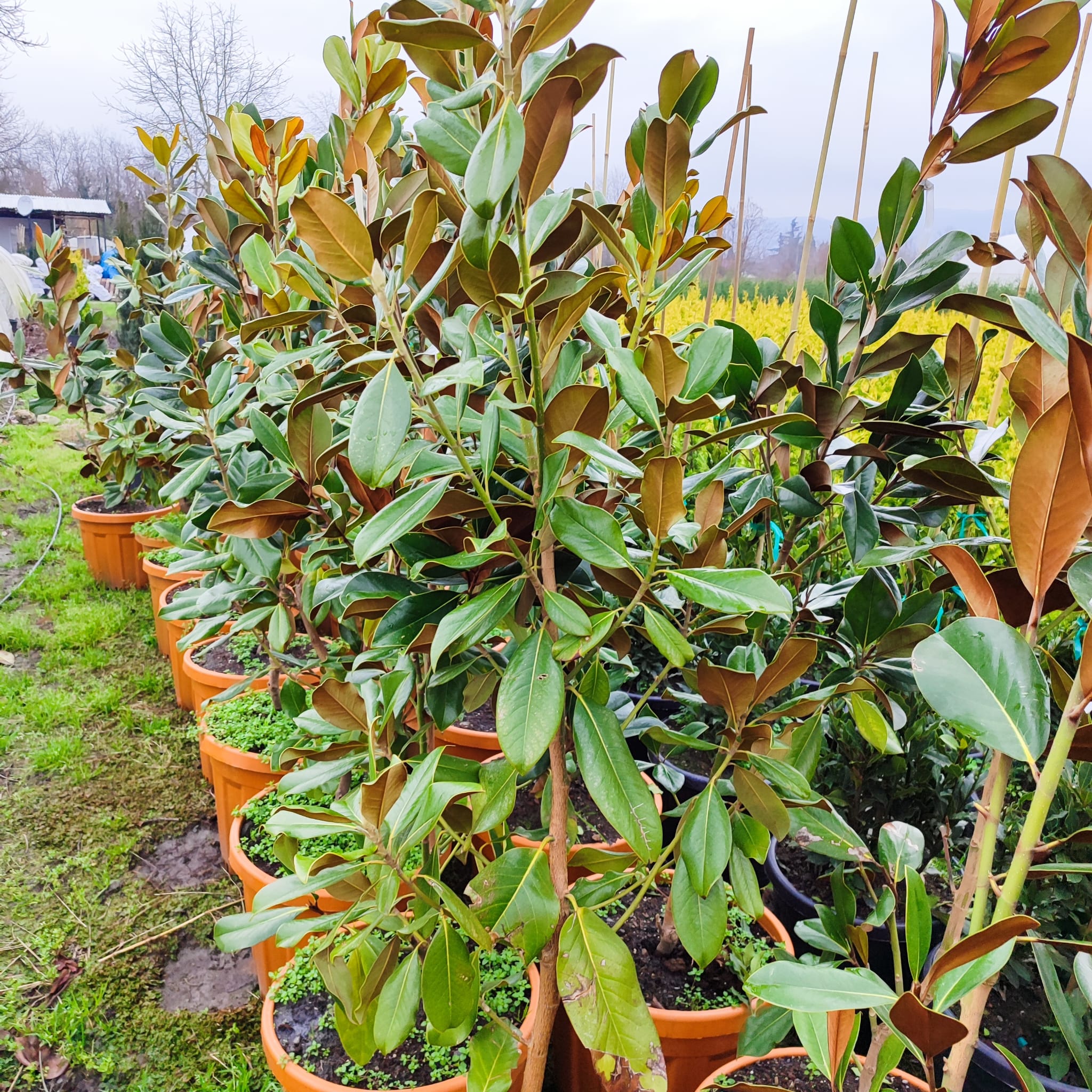 Magnolia Grandiflora (Yaprak dökmeyen Manolya) 200-250cm