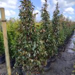 Piramit Alev 250-300cm